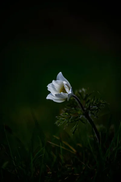Eine Selektive Fokusaufnahme Einer Weißen Blume — Stockfoto