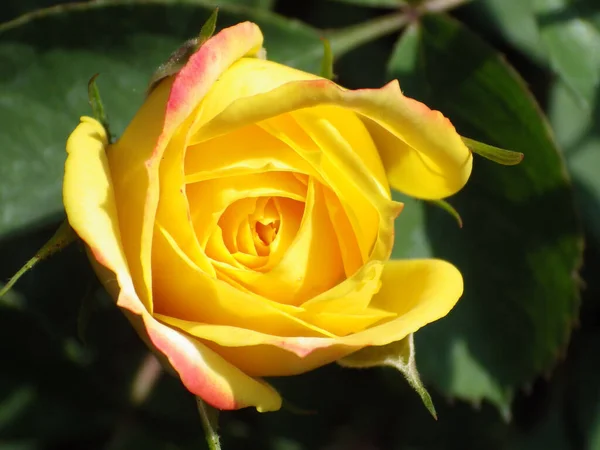 Primer Plano Una Vibrante Rosa Amarilla Brillando Brillantemente Jardín Oscuro — Foto de Stock