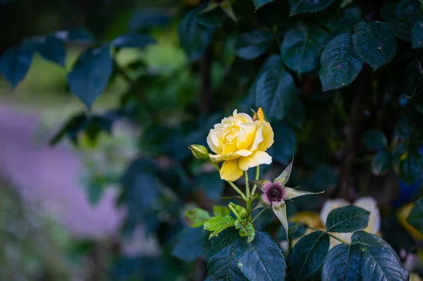 Zbliżenie Żółtej Róży Zielonym Rozmytym Tle — Zdjęcie stockowe