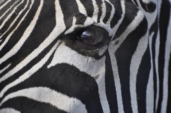 Een Close Van Het Oog Van Een Zebra — Stockfoto