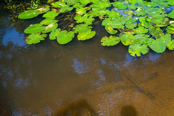 小さな湖の睡蓮の葉の閉じると周りの木の反射と — ストック写真