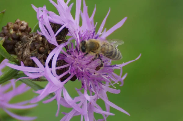 Крупный План Медоносной Пчелы Собирающей Пыльцу Чертополоха — стоковое фото