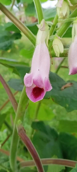 Colpo Verticale Tigri Artiglio Fiori Grande Sfondo — Foto Stock