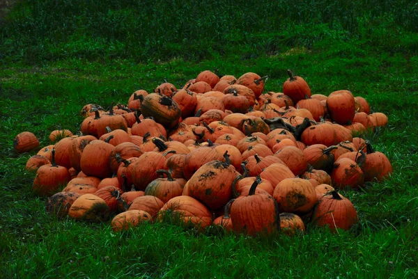 Closeup Pumpkins Ground Covered Greenery Evening — Stock Photo, Image