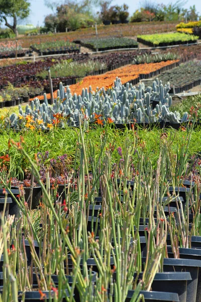 Une Vue Panoramique Assortiment Plantes Intérieur Dans Des Pots — Photo