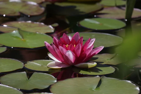 Прекрасна Квітка Лотоса Яка Стоїть Над Водою — стокове фото