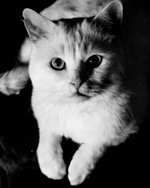 一只可爱的猫的灰白鳞片 — 图库照片