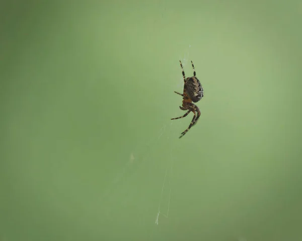 Een Close Van Een Kleine Donkere Spin Het Spinnenweb Een — Stockfoto