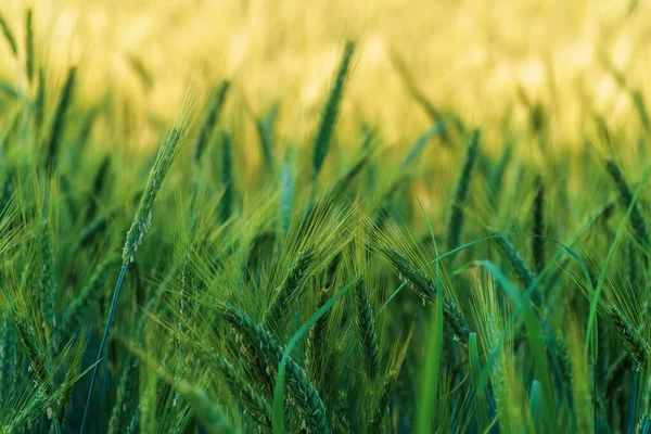 Een Close Van Het Groene Tarweveld Geselecteerde Focus — Stockfoto