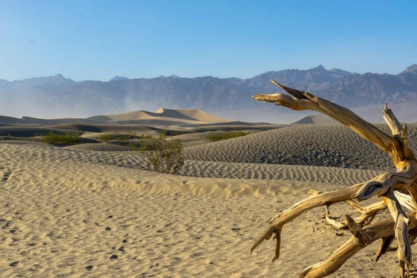 Árbol Desnudo Podrido Arena Del Valle Muerte Bajo Luz Del — Foto de Stock