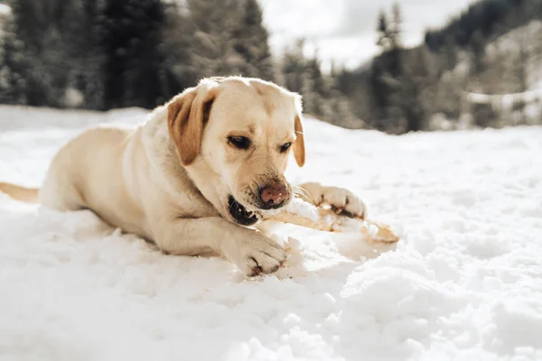Cão Labrador Bonito Uma Neve — Fotografia de Stock