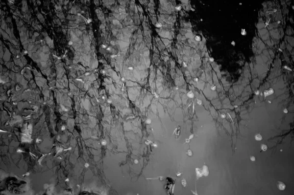 Красивый Вид Серый Оттенок Отражения Ветвей Дерева Воде — стоковое фото