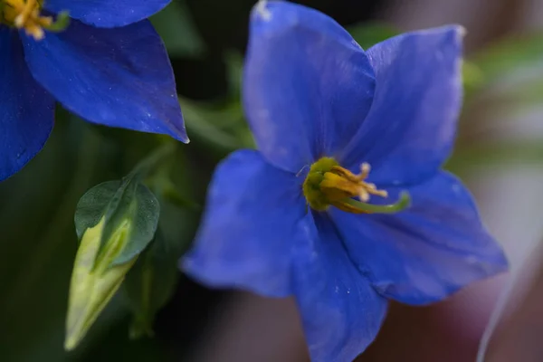 Mise Point Sélective Une Fleur Bleue Vibrante Sur Arbre Fond — Photo