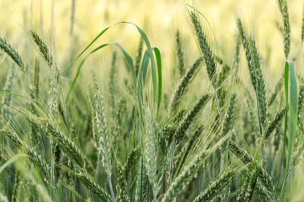 Een Close Van Het Groene Tarweveld Geselecteerde Focus — Stockfoto