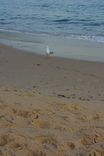 Eine Weiße Taube Steht Einem Schönen Sandstrand — Stockfoto