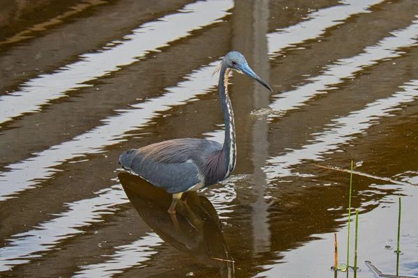 Tiro Ciconiiformes Azul Que Está Água — Fotografia de Stock