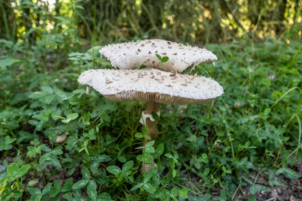 由野生的 巨大的蘑菇组成的特写镜头 在绿色的森林里 四周环绕着小花和植物 — 图库照片