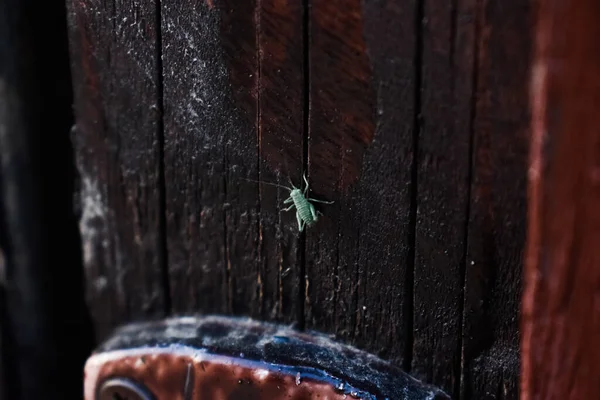 울타리에 기어다니는 메뚜기 — 스톡 사진