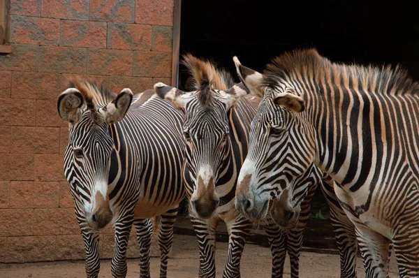 Una Toma Vertical Cebras Zoológico — Foto de Stock