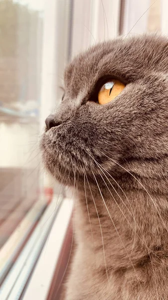 Ciekawy Brytyjski Kot Wpatrujący Się Przez Okno — Zdjęcie stockowe