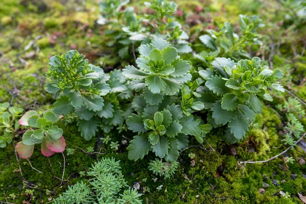 High Angle Shot Rockfoils Plants Diversity Outdoors Sunlight — Stock Photo, Image