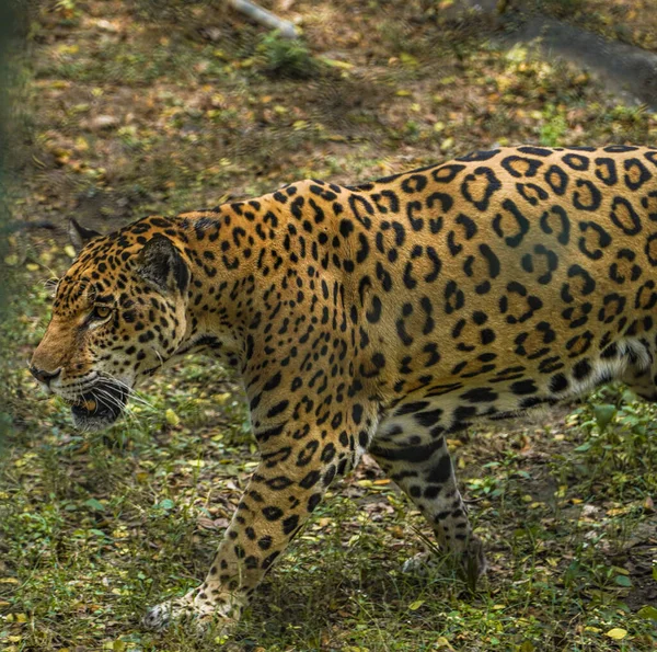 Primer Plano Leopardo Africano Caminando Por Bosque —  Fotos de Stock