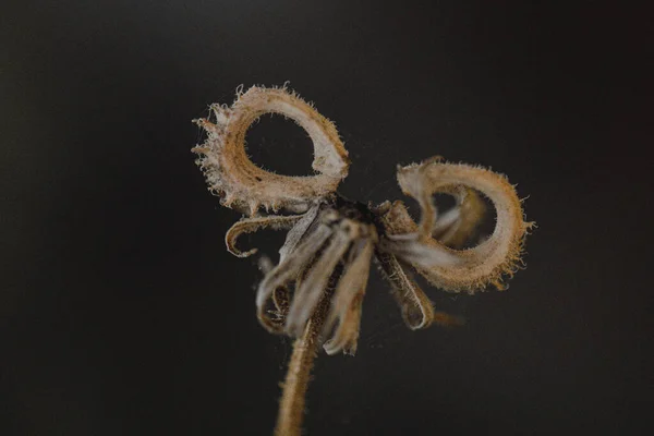 Close Uma Flor Seca Sob Luzes Contra Backgroun Embaçado Escuro — Fotografia de Stock