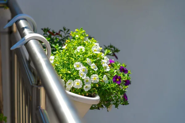 Vacker Utsikt Över Olika Blommor Kruka Hängande Från Balkongen — Stockfoto