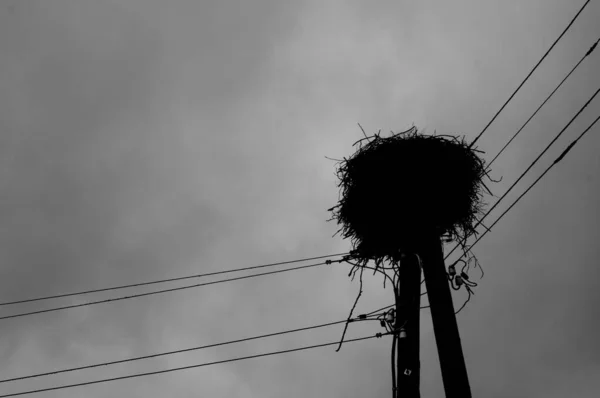 Eine Graustufen Ansicht Der Masten Mit Den Stromdrähten Und Einem — Stockfoto