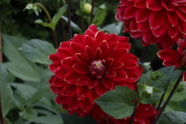 Zbliżenie Ujęcie Pełni Kwitnących Kwiatów Dahlii Ogrodzie — Zdjęcie stockowe