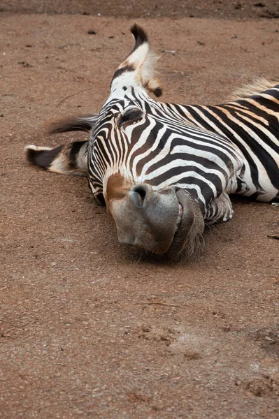 動物園の地面に横たわるゼブラの垂直ショット — ストック写真