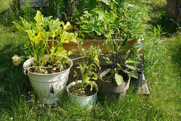 Primer Plano Jardinería Urbana Con Plantas Creciendo Macetas Bajo Luz — Foto de Stock