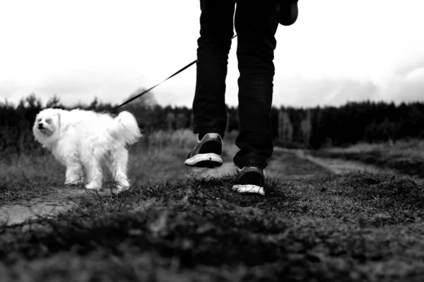 Une Vue Échelle Grise Une Personne Promenant Son Chien Laisse — Photo