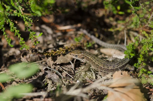 Selective Focus Shot Viviparous Lizard Zootoca Vivipara Limburg Netherlands — Stock Photo, Image