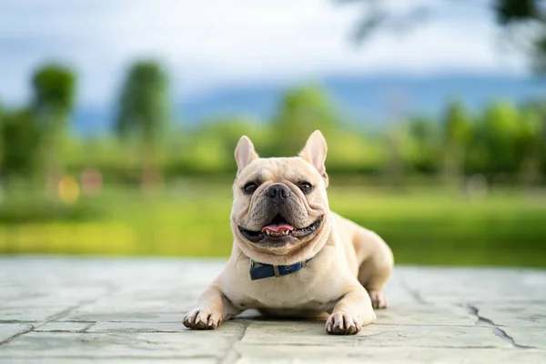 法国斗牛犬的特写镜头 一只长着可爱鼻子的法国斗牛犬躺在地上 在公园里令人毛骨悚然 — 图库照片