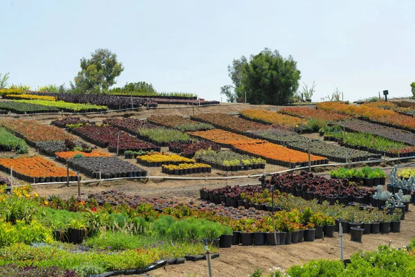 Una Vista Panorámica Surtidos Diferentes Plantas Interior Macetas Campo Abierto — Foto de Stock