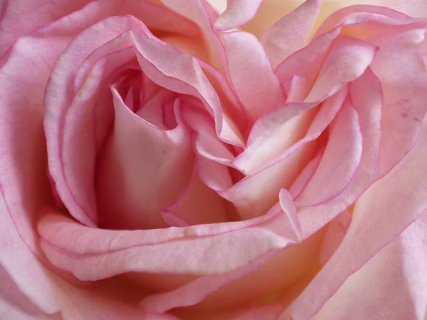 Zbliżenie Delikatnej Różowej Róży Miękkim Słońcem Świecącym Nim Ogrodzie — Zdjęcie stockowe