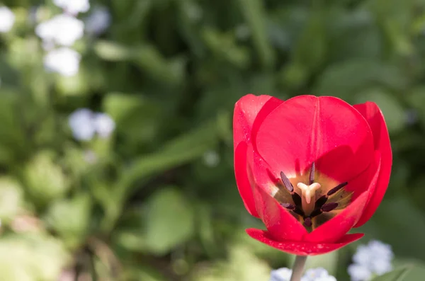Eine Selektive Fokusaufnahme Blühender Roter Tulpenblüten Garten — Stockfoto