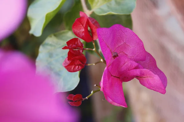 Detailní Záběr Bougainvillea Květiny Pod Slunečním Světlem Rozmazaným Pozadím — Stock fotografie