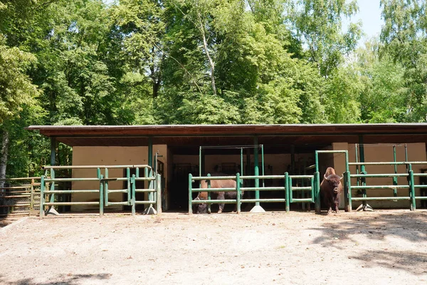 Poznan Polen Jul 2021 Een Groep Bizons Achter Een Barrière — Stockfoto