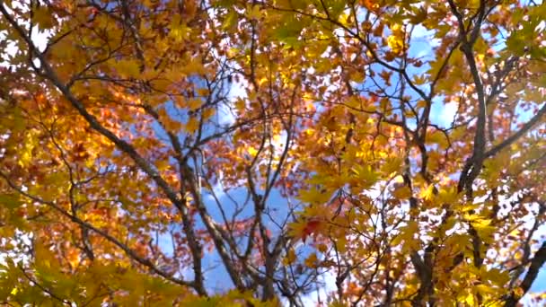 Efterårsblade Skoven – Stock-video