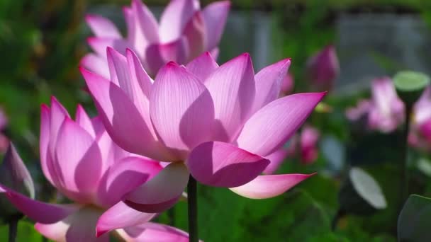 Piękny Kwiat Lotosu Ogrodzie — Wideo stockowe
