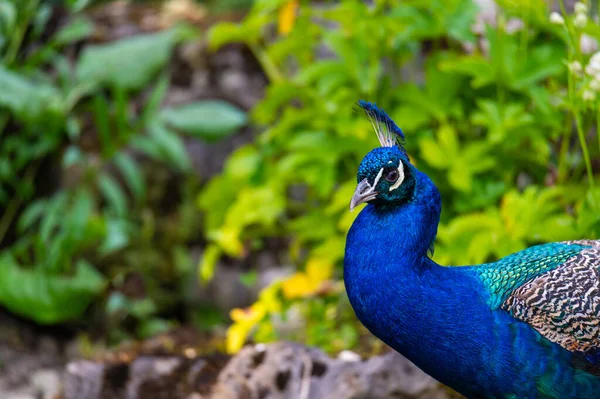 Mělké Zaměření Krásné Modré Indické Peafowl Zeleném Rozmazaném Pozadí — Stock fotografie