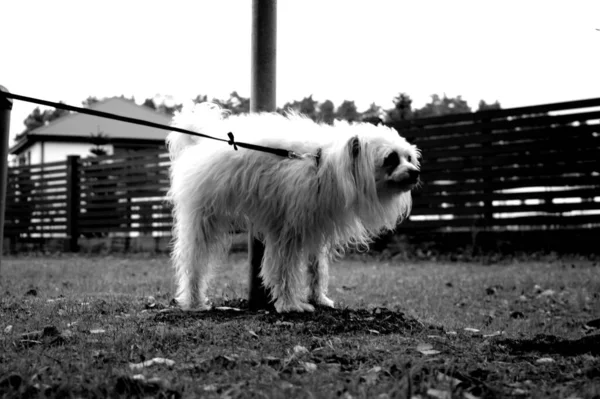 Beautiful Greyscale View Person Walking Dog Leash Park — Stock Photo, Image