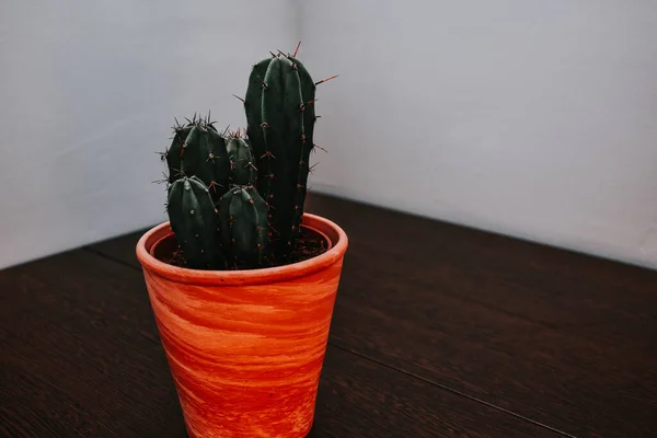 Cactus Dans Pot Intérieur Sur Sol — Photo