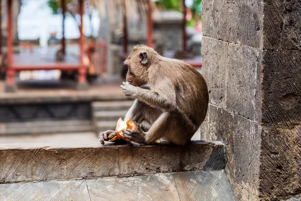 Een Prachtig Shot Van Een Aap Bali — Stockfoto