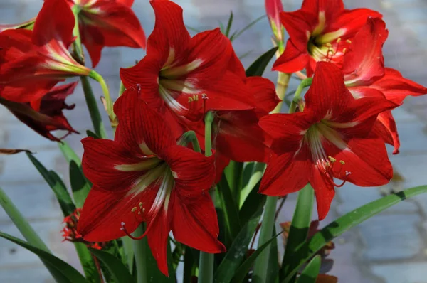 Primer Plano Hermosas Flores Rojas Hippeastrum — Foto de Stock