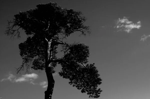 Een Grijswaarden Opname Van Een Majestueuze Pijnboom Donkere Lucht Achtergrond — Stockfoto