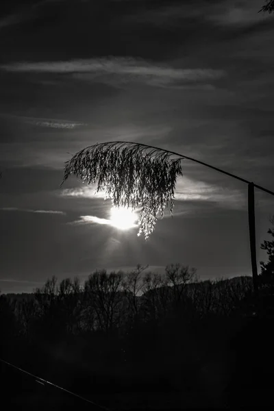 Cliché Niveaux Gris Coucher Soleil Sur Végétation Croissante — Photo