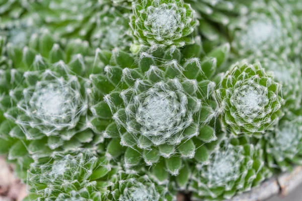 Close Plantas Verdes Suculentas — Fotografia de Stock